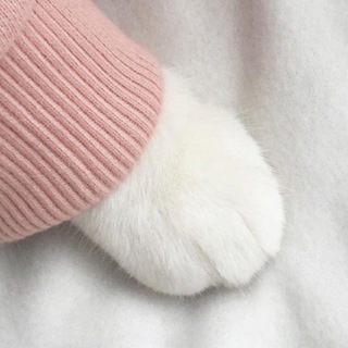 Логотип @nojkilapki - Лапки