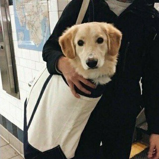 Логотип @noneutrinos_talk - Сладко стелишь