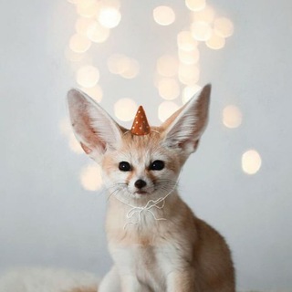 Логотип @nora_liskin123 - nora.liskin