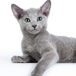 Логотип @nordcat - Архангельский Кот