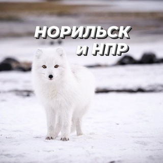 Логотип @norilskv - Норильск • Талнах • НПР
