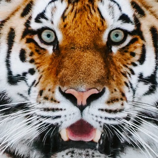 Логотип @normtigers - Тигрята — вакансии про контент