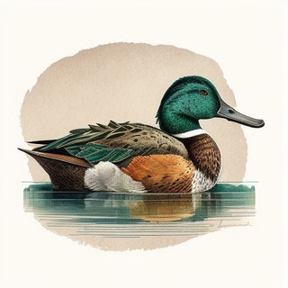 Логотип @northern_shoveler - Northern_shoveler
