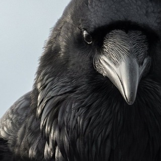 Логотип @northhalls - Чертоги Севера