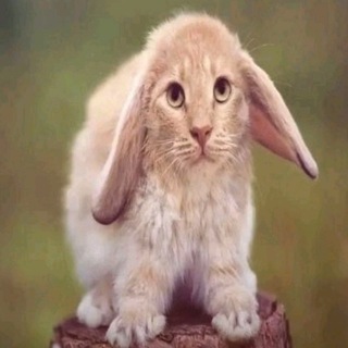 Логотип @norths1de145 - Tynu40k Gerbl4a (north$ide)