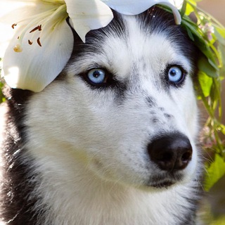 Логотип @northyukihusky - North Yuki Husky