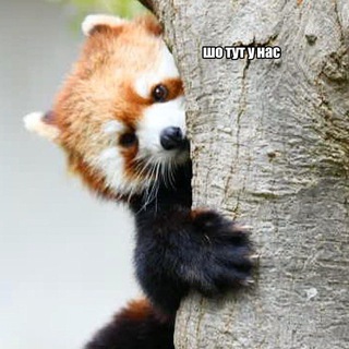 Логотип @notaraccoon - pandæmonium