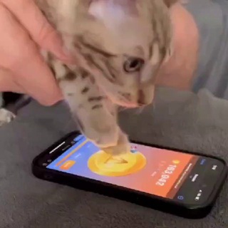 Логотип @notcoin_drop - Notcoin