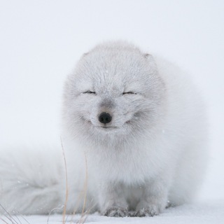 Логотип @nothingbutcoding - Nothing but Coding