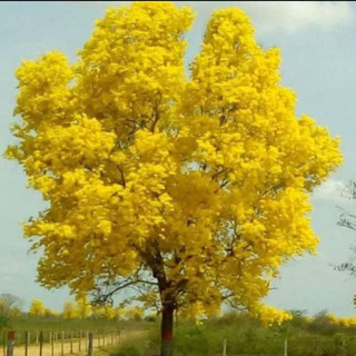 Логотип @notipilotoenline - 📡NOTIPILOTO📡