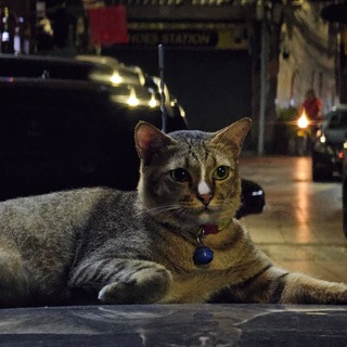 Логотип @notmyswamp - немоёболото (сомнительные путешествия с каким-то ноунеймом)