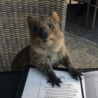 Логотип @novichokrossiya - Not Masno