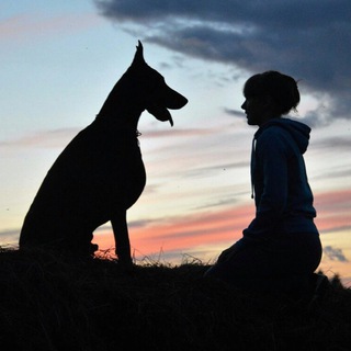 Логотип @novicovas_doberman_pinscher - novicovas