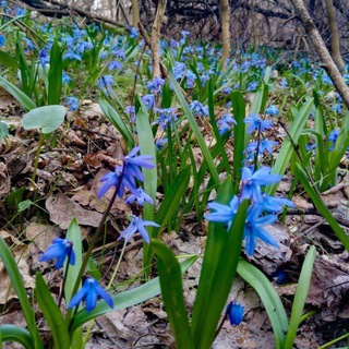 Логотип @novopskovreality - Новопсков Reality🔥❤ ZOV🇷🇺