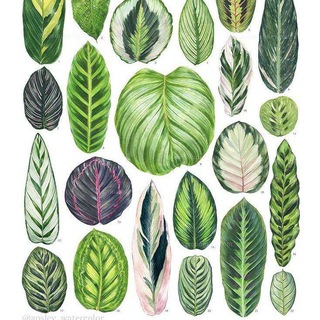 Логотип @nowiwannabeyourplant - Now I wanna be your 🌿 plant