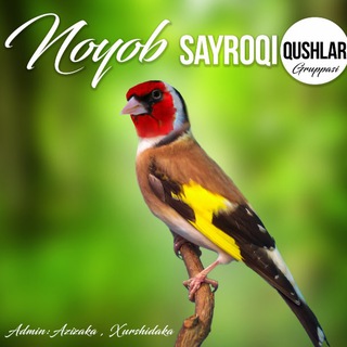 Логотип @noyobqushlar - 🥇Noyob🥇SaYroQi QuWLaR....