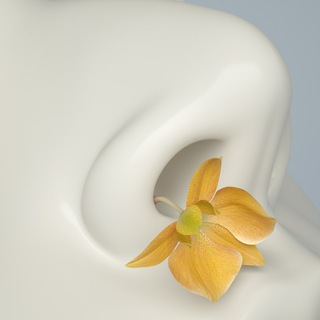 Логотип @nozdrigolovanovoy - Ноздри Головановой