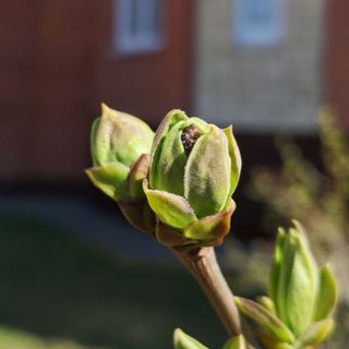 Логотип @npdevangelist - Самозанятый