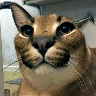 Логотип @nqurersoffical - 𝓝𝓺𝓾𝓻𝓮𝓻𝓼