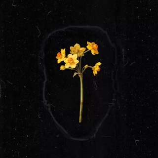 Логотип @nrzcss - никита нарцисс | цветы в вазе.