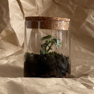 Логотип @nsk_flora - Флорариумы | Моссариумы | Новосибирск | Мох | Цветы | Флора