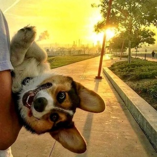 Логотип @nspvamsnova - Обсуждение