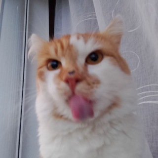 Логотип @nu_chto_kuzia - Кузик-Кукурузик🌽😻