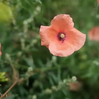 Логотип @nu_olka - заметки фотографа