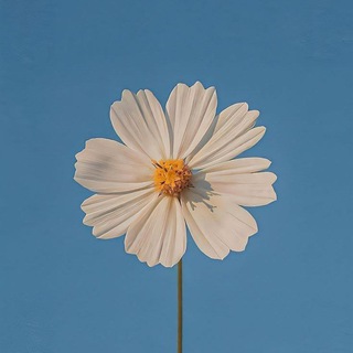 Логотип @nuancez - nuancez