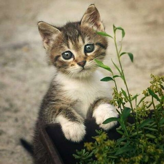 Логотип @numi59 - Созвездие Нюми