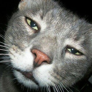 Логотип @nya_cats - Cats