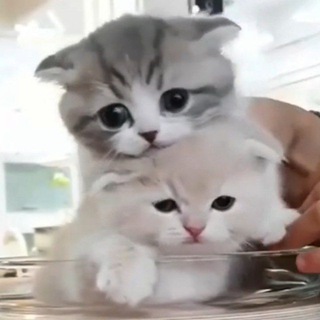 Логотип @nyacute_cats - Няшные Котики