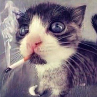 Логотип @nyanyanya2204 - 🥀 ПЕРЕЕЗД 🥀маэстро ебланито