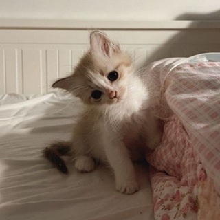 Логотип @nyash_wildberries - 𖦹 ࣪ ִֶ𖥔 няш вб꒱