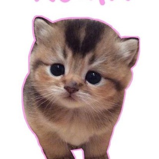 Логотип @nyashkicha - чатик няшек 🐣