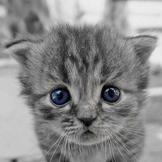 Логотип @nycuk - Котики