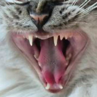 Логотип @nyyyyyaaaaa - Недоразвитая Язва |🪱| ня