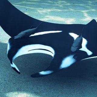 Логотип @nzt_77soi - Nautilus