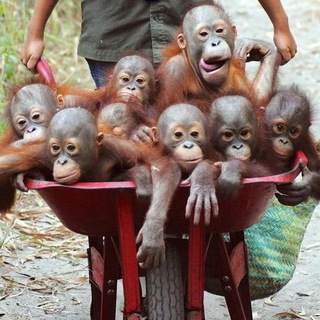 Логотип @obezaniigifki - Гифки с обезьянами