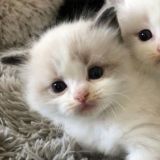 Логотип @obhalllka - 𝇌 ִ🥯◯⃘ .чᴀᴛ.ᴛꭎִᴋ Ꞌꞌ🫔𝆹𝅥𝆬