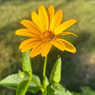 Логотип @obiymu - Психологічна підтримка 💜