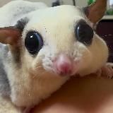 Логотип @oblomoffspb - Славный Друже Oblomoff