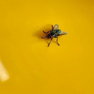 Логотип @obmudoktaxi - Обмудок такси