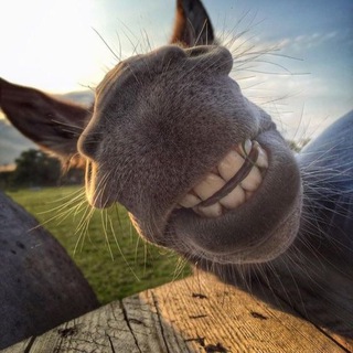 Логотип @obodreniejw - 🦋Ободрение🐑🌍