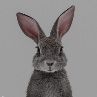 Логотип @oboiTemiPhone - Обои & Темы на айфон📲