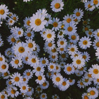 Логотип @oboi_na_t - Обои на телефон🌆🌌 | wallpaper☘️