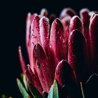 Логотип @oboi_v_cvetochek - Обои в цветочек