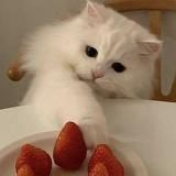 Логотип @oboiqn - ЯЗЫКИ И ТЕМЫ ДЛЯ ТЕЛЕГРАММА