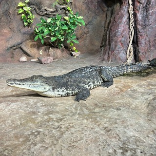 Логотип @oceanarium_spb - Клуб любителей Океанариума СПб