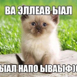 Логотип @ocheredniekotiki - очередные смешные котики